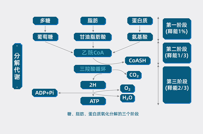 &#20122;&#32654;&#40;&#20013;&#22269;&#41;&#20307;&#32946;&#23448;&#26041;&#32593;&#31449;